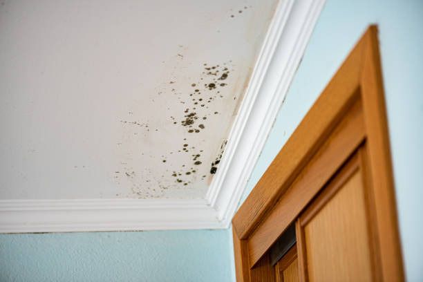 Best Residential Mold Remediation in Nevada, IA